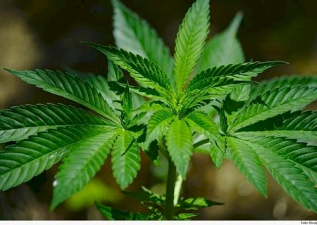 OPERAÇÃO PRENDE SETE POR SUSPEITA DE TRÁFICO INTERNACIONAL DE ÓLEO DE MACONHA