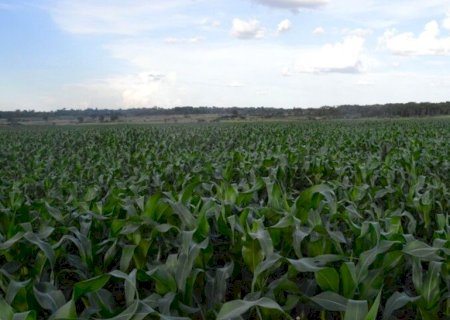 MERCADO DO AGRO ABRE A SEXTA COM PREÇOS FIXOS EM DOURADOS