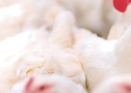 EXPORTAÇÕES DE CARNE DE FRANGO ALCANÇAM 418,1 MIL TONELADAS EM MARÇO