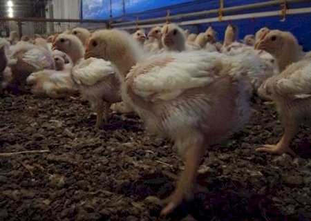 PODER DE COMPRA DOS AVICULTORES CRESCE FRENTE AO MILHO, MAS CAI EM RELAÇÃO AO FARELO