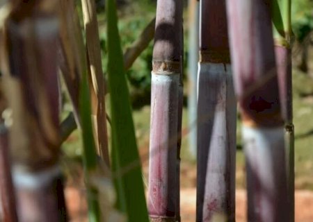 SAFRA DE CANA 2024/25 ENTRA EM CAMPO COM RISCO DE PERDER PRODUTIVIDADE
