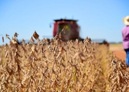 COLHEITA DE SOJA 2023/24 ATINGE 84% DA ÁREA NO BRASIL, DIZ CONSULTORIA
