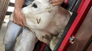 É HORA DE VACINAR AS BEZERRAS DE TRÊS A OITO MESES CONTRA A BRUCELOSE EM MS