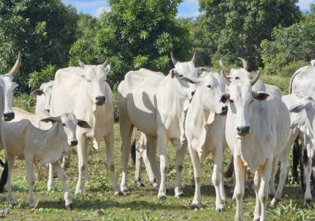 NOVO SISTEMA DE CADASTRAMENTO PARA O PROGRAMA PRECOCE MS JÁ ESTÁ EM VIGOR