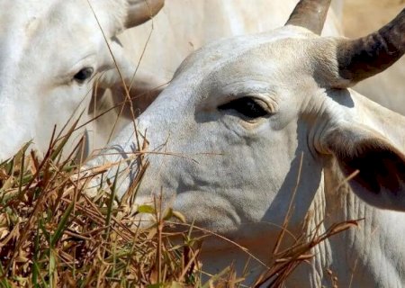BRASIL REGULA ABATE E PROCESSAMENTO DE ANIMAIS PARA MERCADO RELIGIOSO