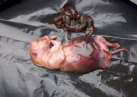 FETO ENCONTRADO EM DOURADOS É DE ORIGEM ANIMAL, CONFIRMA EXAME PERICIAL