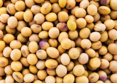SOJA SEGUE EM DESTAQUE NO MERCADO DO AGRO EM DOURADOS, CONFIRA COTAÇÃO