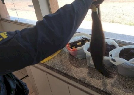 MULHER É FLAGRADA COM CABELO HUMANO QUE COMPROU NA FRONTEIRA PARA VENDER EM OUTRA CIDADE