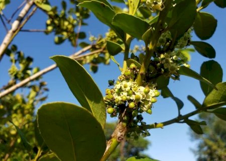AGRAER VAI COMPRAR DE 60 MIL MUDAS DE ERVA-MATE PARA DISTRIBUIÇÃO