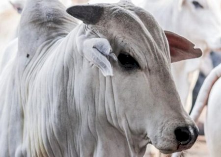 EXPORTAÇÕES BRASILEIRAS DE CARNE BOVINA SINALIZAM POSSÍVEL RECORDE MENSAL