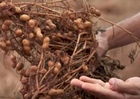 DIVERSIFICAÇÃO DE CULTURAS CRESCE COM AUMENTO NA PRODUÇÃO DE AMENDOIM, MANDIOCA, ARROZ E FEIJÃO