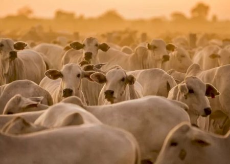 APÓS OSCILAÇÃO NOS PREÇOS, DOURADOS INICIA A SEXTA-FEIRA COM ESTABILIDADE NO AGRONEGÓCIO
