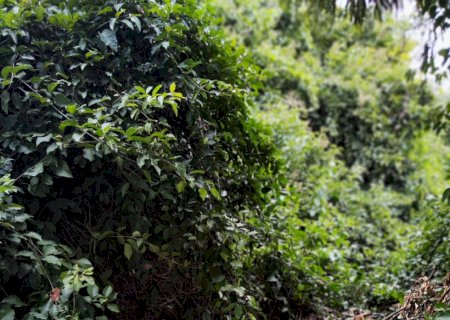 ALERTA AMBIENTAL: LIA NOGUEIRA REIVINDICA REPARO DO ALAMBRADO NA APA DO LAJEADO