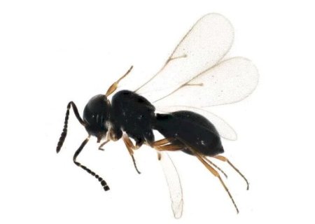 PESQUISA OTIMIZA CONTROLE BIOLÓGICO DE PRAGA QUE AFETA SOJA