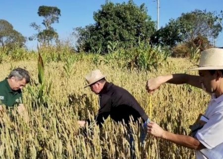TRIGO RESISTENTE AO CALOR VIRA ALTERNATIVA PARA ALIMENTAÇÃO DE GADO