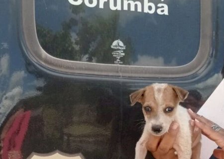 POLÍCIA CIVIL REALIZA RESGATE DE ANIMAL VÍTIMA DE MAUS-TRATOS