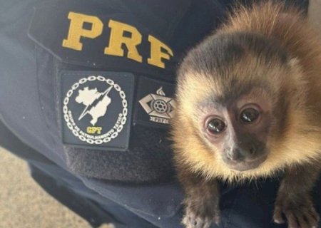 MACACO-PREGO QUE SERIA TRAFICADO É RESGATADO DURANTE FISCALIZAÇÃO