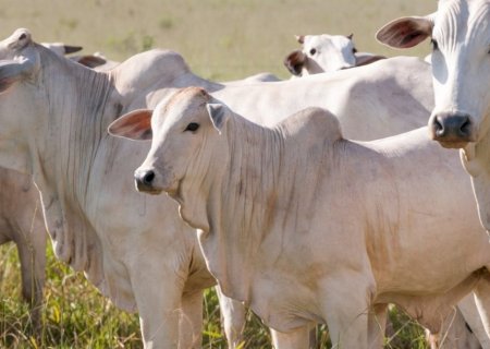 BRASIL SE TORNA LIVRE DE FEBRE AFTOSA SEM VACINAÇÃO, INFORMA GOVERNO