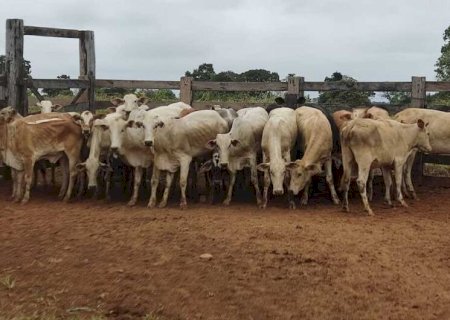 APÓS FURTO EM FAZENDA, POLÍCIA RECUPERA LOTE DE GADO AVALIADO EM R$ 45 MIL