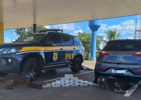 COM AJUDA DE FAREJADORES, PRF ENCONTRA COCAÍNA E PRENDE CASAL QUE VIAJAVA COM FILHOS