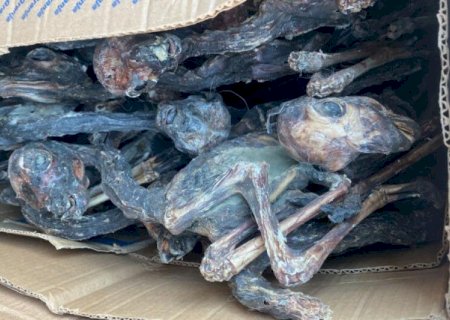 FETOS DE LHAMAS MUMIFICADOS SÃO APREENDIDOS DURANTE FISCALIZAÇÃO NA BR-262