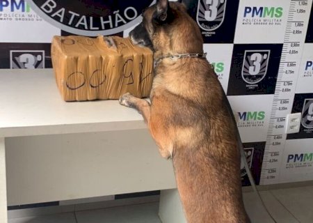 PM APREENDE 15 KG DE MACONHA EM ÔNIBUS DURANTE FISCALIZAÇÃO