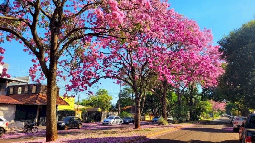 IPÊ-ROSA É O PRIMEIRO A FLORESCER E A TRANSFORMAR AS PAISAGENS
