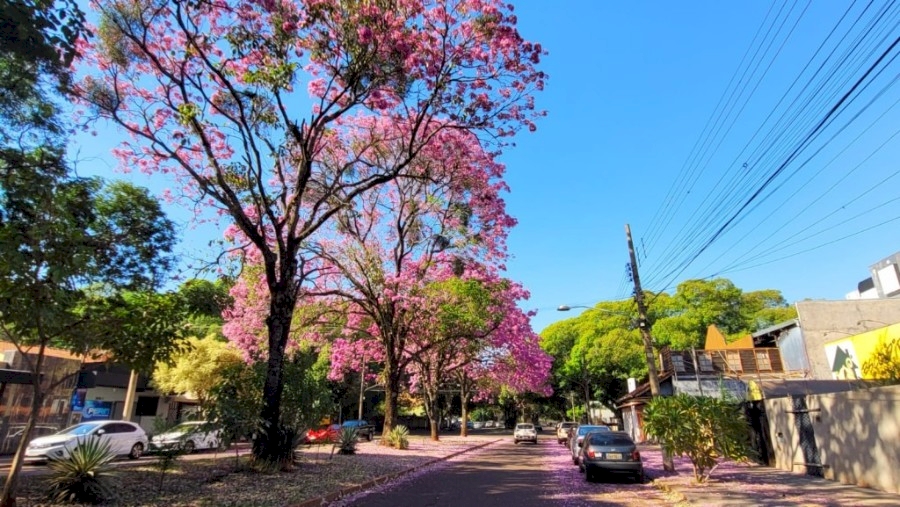 IPÊ-ROSA É O PRIMEIRO A FLORESCER E A TRANSFORMAR AS PAISAGENS