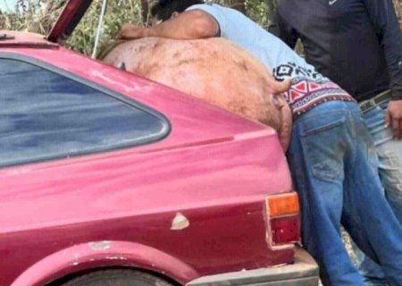 7 PESSOAS JÁ FORAM IDENTIFICADAS E OUVIDAS NO CASO FURTO DE PORCOS