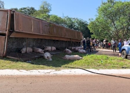 LADRÕES QUE FURTARAM PORCOS PODEM PEGAR ATÉ 4 ANOS DE PRISÃO