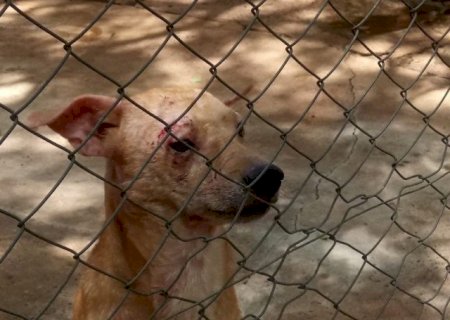 LEI GARANTE QUE QUALQUER PESSOA NA COMPANHIA DA POLÍCIA PODERÁ RESGATAR ANIMAL EM MAUS TRATOS