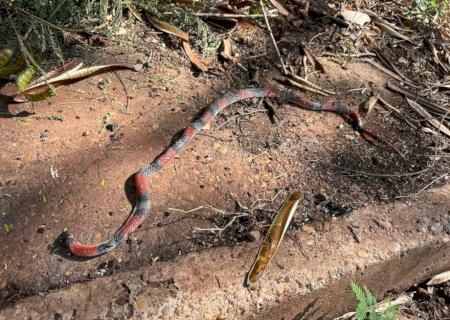 MORADORAS ENCONTRAM COBRA CORAL EM ÁREA DE LIXÃO NA VILA CACHOEIRINHA
