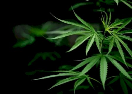 MACONHA: ENTENDA A DIFERENÇA ENTRE DESCRIMINALIZAÇÃO E LEGALIZAÇÃO