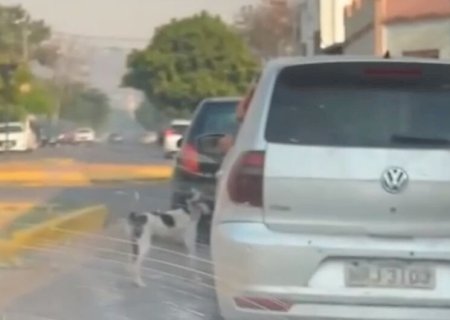 RESPONSÁVEL POR ABANDONAR CACHORRO EM VIA PÚBLICA É IDENTIFICADO