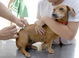 PROJETO TORNA OBRIGATÓRIA VACINAÇÃO DE ANIMAIS DOMÉSTICOS CONTRA DOENÇAS TRANSMISSÍVEIS A HUMANOS