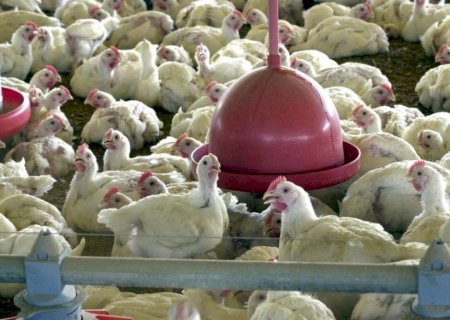 BRASIL SUSPENDE EXPORTAÇÕES DE CARNE DE AVES E SEUS PRODUTOS PARA 44 PAÍSES