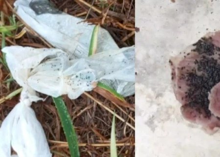 HOMEM DENUNCIA A MORTE DE 4 GATOS POR ENVENENAMENTO