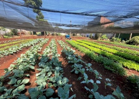 SECRETARIA DE AGRICULTURA ENTREGA 646 QUILOS DE ALIMENTOS PARA ENTIDADES DE DOURADOS