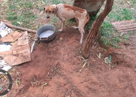 LEI QUE PREVÊ MULTA DE ATÉ R$ 3 MIL PARA QUEM MANTER ANIMAIS ACORRENTADOS É SANCIONADA