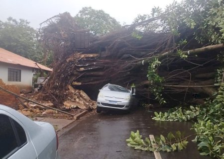 SERINGUEIRA QUE CAIU EM DOURADOS E DESTRUIU CARROS ESTAVA “CONDENADA” HÁ 3 ANOS