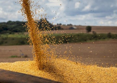 COTAÇÃO DE GRÃOS: MILHO SOBE 20% E SOJA 2,17%, EM DEZEMBRO DE 2024