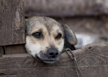 CRIMES DE MAUS-TRATOS A ANIMAIS PODEM SER DENUNCIADOS PELA DELEGACIA VIRTUAL