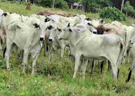 TRIO É PRESO POR ROUBO DE 83 CABEÇAS DE GADO NA FRONTEIRA