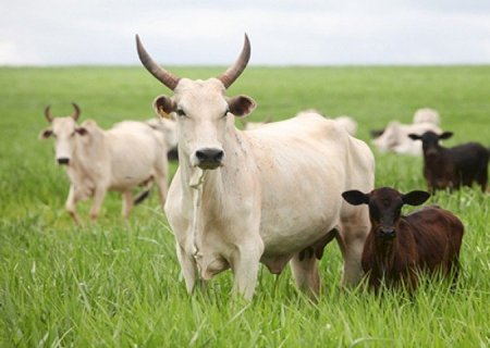 MATO GROSSO DO SUL TEM SEIS VEZES MAIS GADO DO QUE HABITANTES