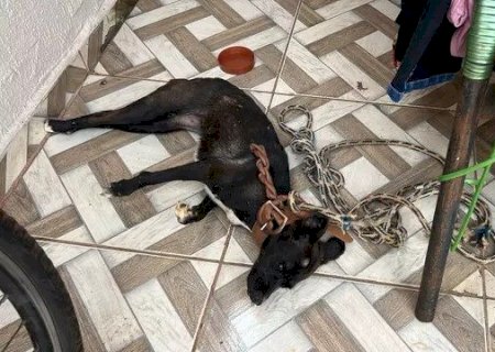 CACHORRO MORRE APÓS FICAR AMARRADO NO SOL SEM ÁGUA E COMIDA; TUTOR FOI PRESO