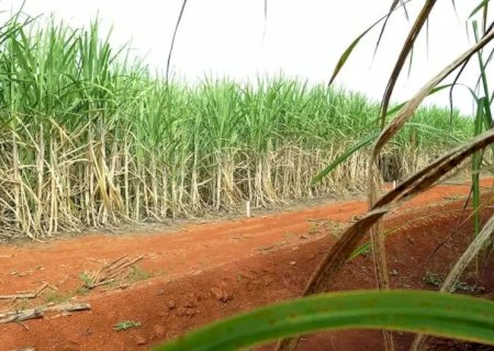 BRASIL TERÁ SEGUNDA MAIOR SAFRA DE CANA, SEGUNDO ESTIMATIVA DA CONAB
