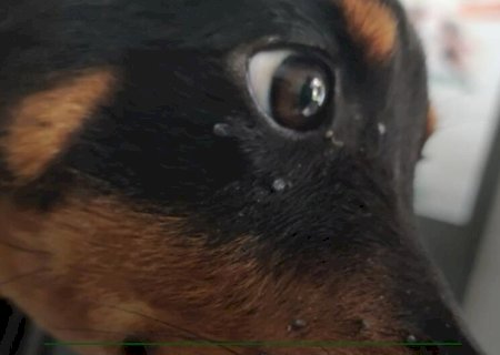 ROTTWEILER É RESGATADA DEPOIS DE QUATRO DIAS SEM COMER EM SITUAÇÃO DE MAUS-TRATOS