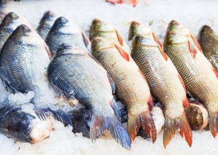 BRASIL VAI EXPORTAR PESCADOS PARA AUSTRÁLIA