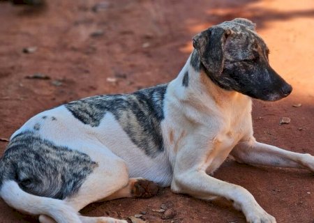 POLÍCIA INVESTIGA POSSÍVEL ESTUPRO DE MORADOR CONTRA CÃES DE RUA EM TRÊS LAGOAS