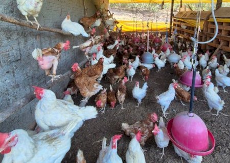 AÇÃO CONJUNTA REFORÇA PREVENÇÃO À GRIPE AVIÁRIA EM MS COM FOCO NA AGRICULTURA FAMILIAR